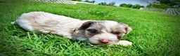 Havapoo dogs for sale: Simba - Ad 19