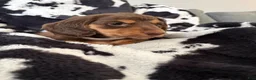 Miniature Dachshund dogs for sale: Coco Bean  - Ad 10