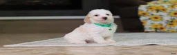Miniature Poodle dogs for sale: Monty - Ad 2