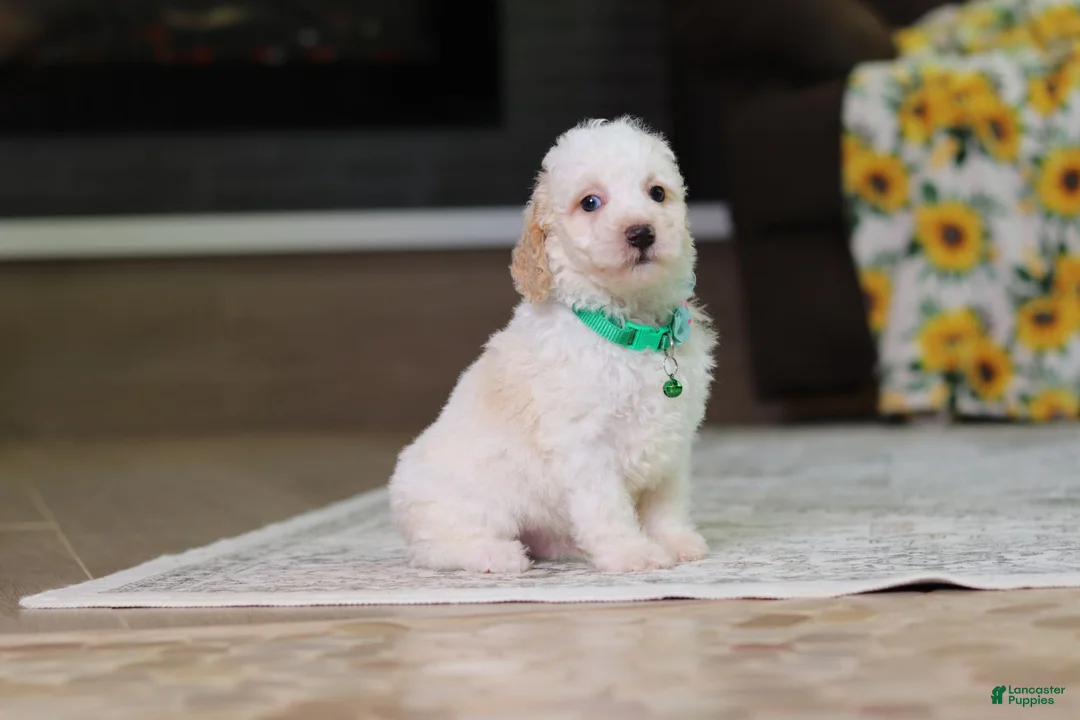 Miniature Poodle dogs for sale: Monty - Ad 2