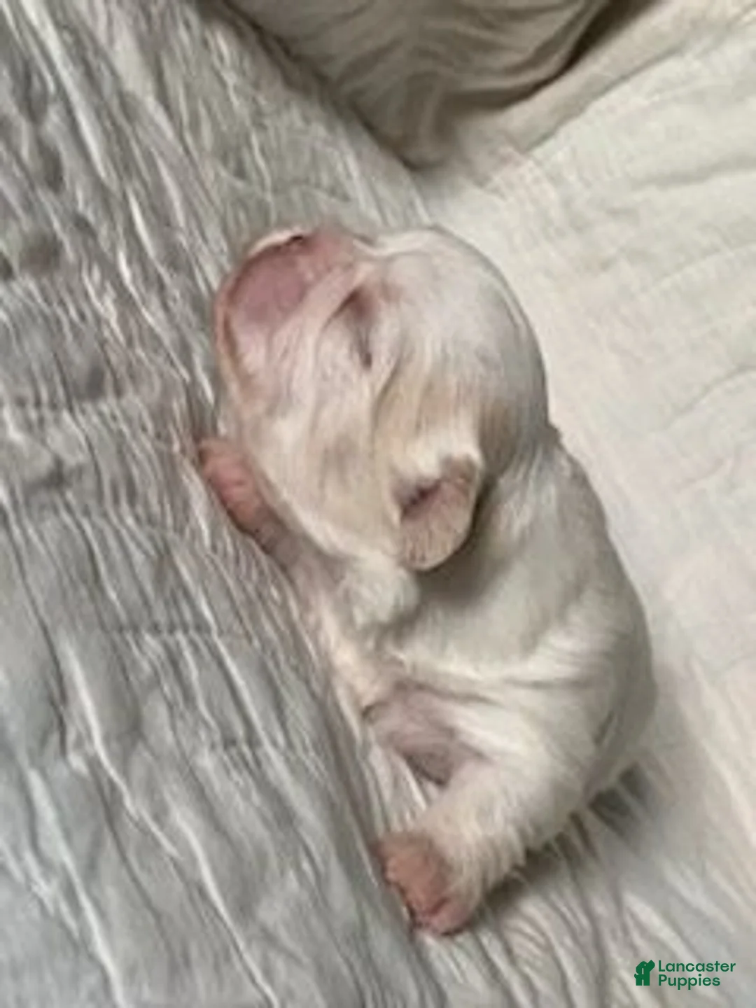 Shih Tzu dogs for sale: Shih Tzu 4 - Ad 2