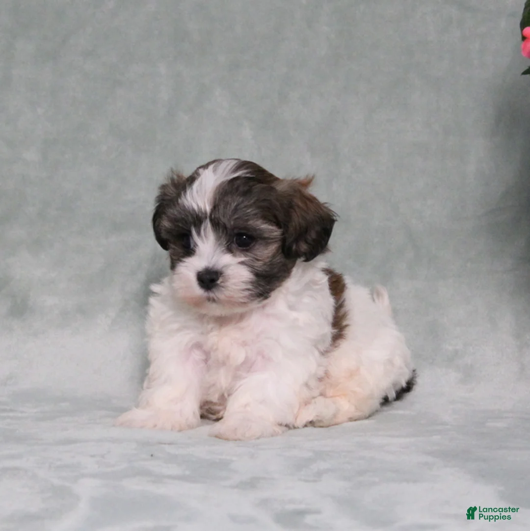 Teddy Bear dogs for sale: Dumbo - Ad 5