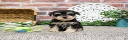 Miniature Schnauzer dogs for sale: Eduardo  - Ad 7