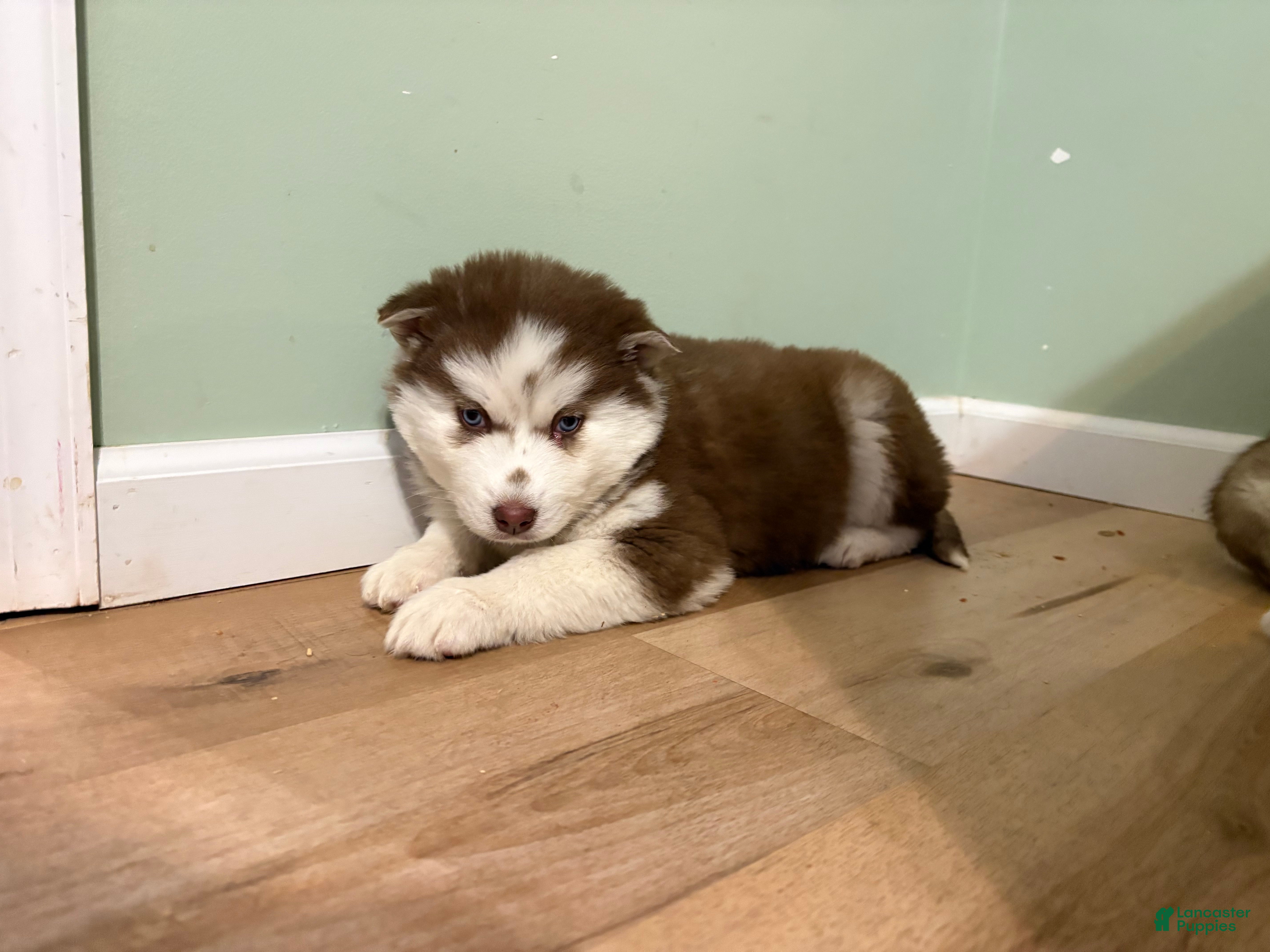 Mixed Breed dogs Sally - Ad 8