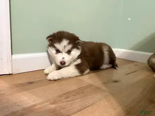 Mixed Breed dogs Sally - Ad 5