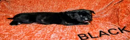 Presa Canario dogs for sale: Mr Neon  - Ad 32