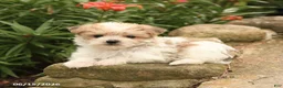 Morkie dogs for sale: Fudge - Ad 5
