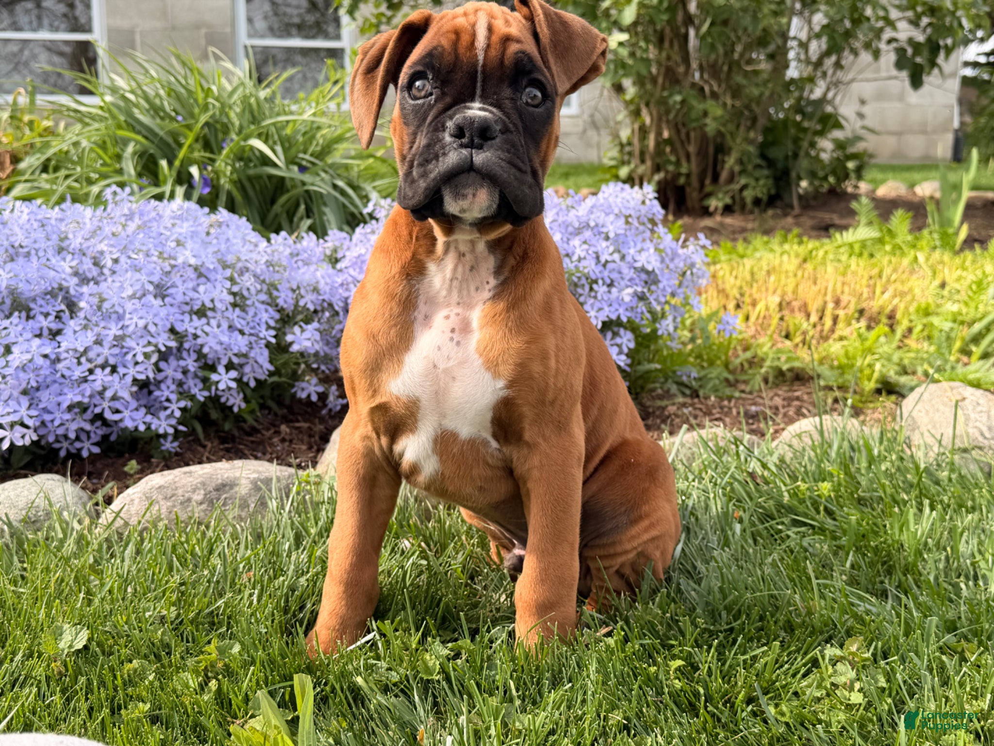 Boxer dogs Clover  - Ad 1