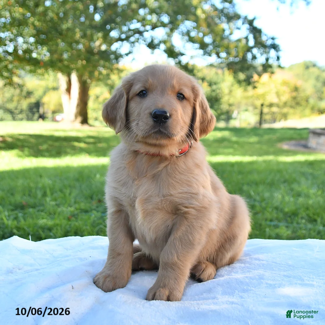 Golden Retriever dogs for sale: Archie - Ad 1