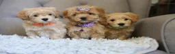 Maltipoo dogs for sale: Beanie - Ad 15