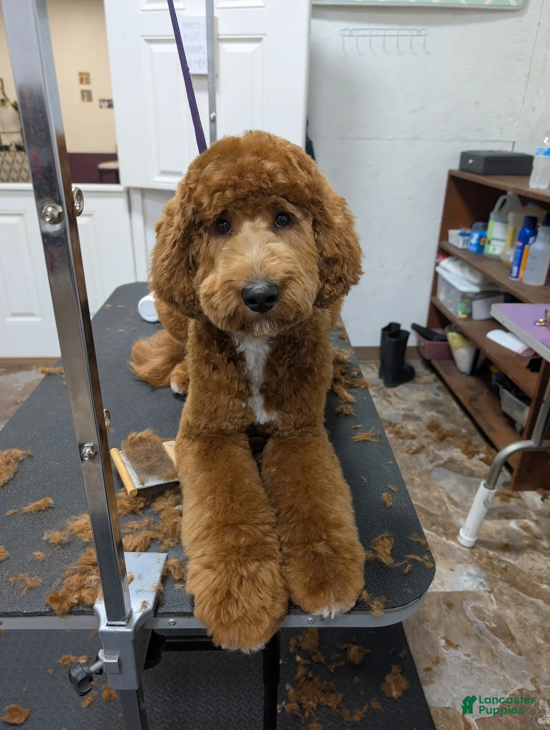 Mini Goldendoodle dogs for stud: Ford for Stud Service - Ad 2