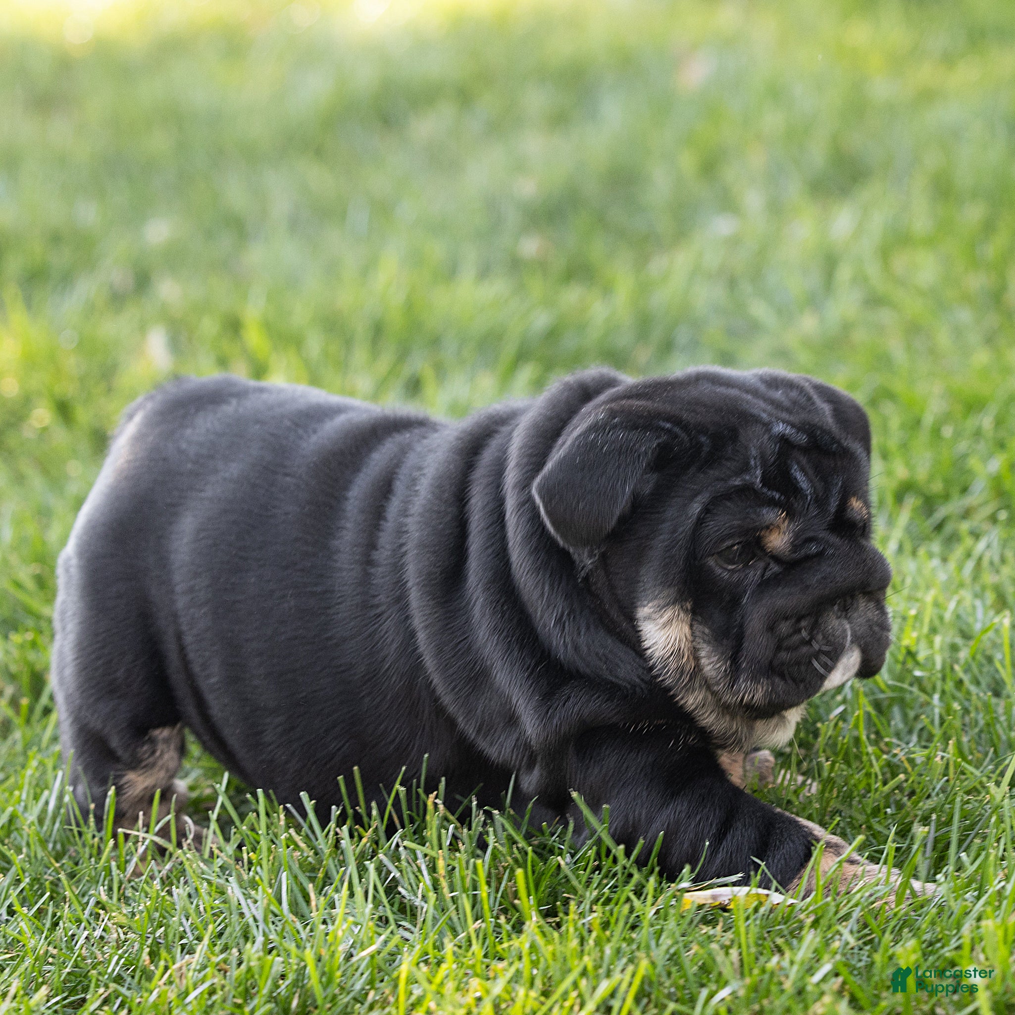 English Bulldog dogs for sale: Sabrina Jane English Bulldog  - Ad 1