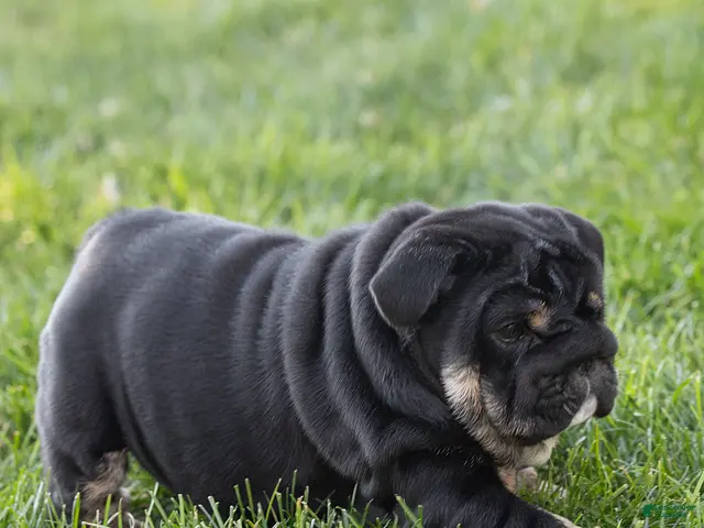 English Bulldog dogs for sale: Sabrina Jane English Bulldog - Ad 1