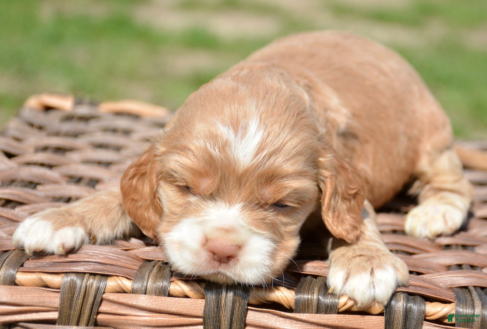 Cockapoo dogs Cockapoo Charlie - Ad 31