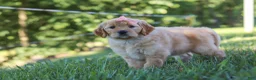 Mixed Breed dogs for sale: Jada - Ad 5