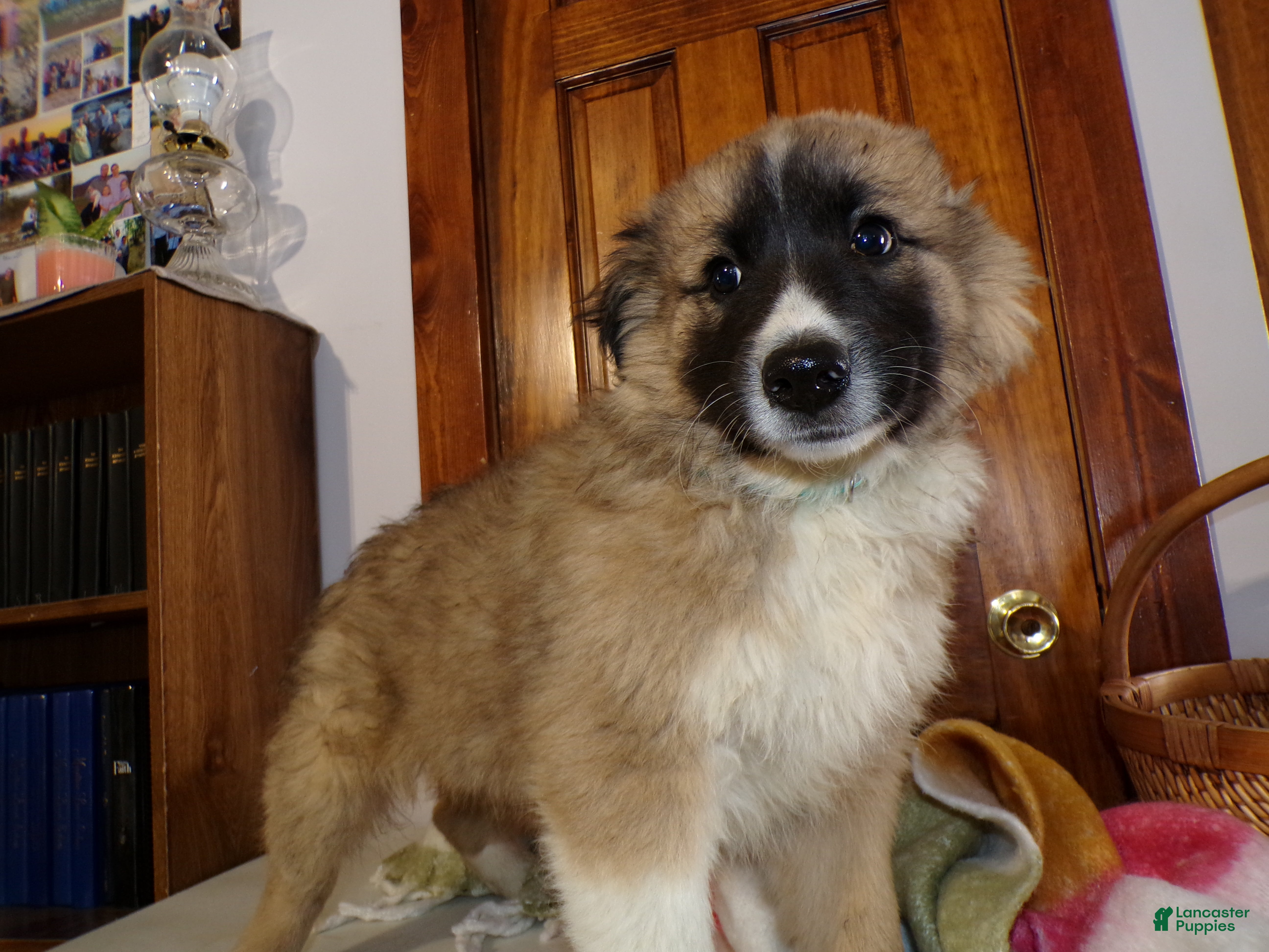 Mixed Breed dogs Mixed Breed Puppy 2 Gyp - Ad 41