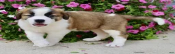 Saint Bernard dogs for sale: Loretta - Ad 4