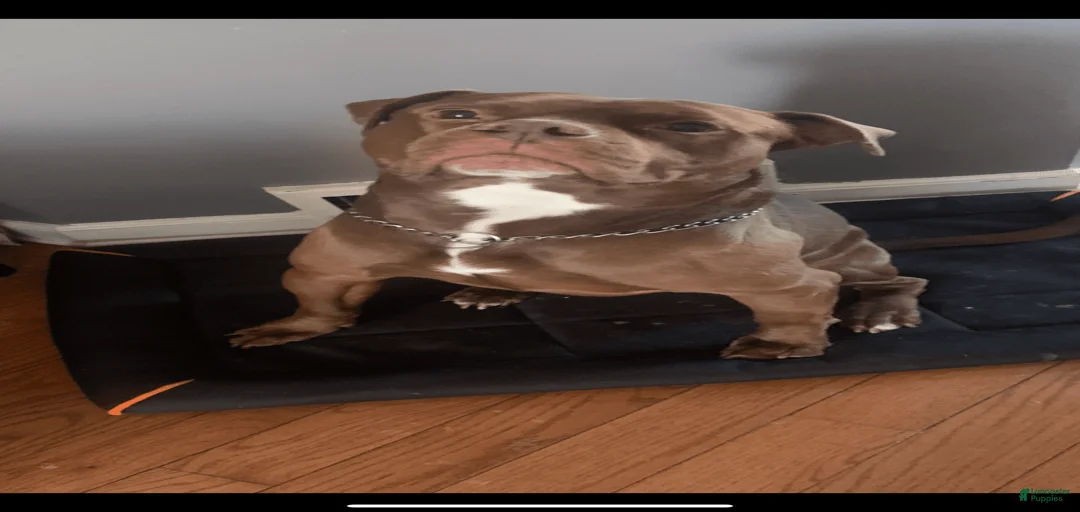 Gallery Image {{count}}