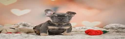French Bulldog dogs for sale: Aaron - Ad 4
