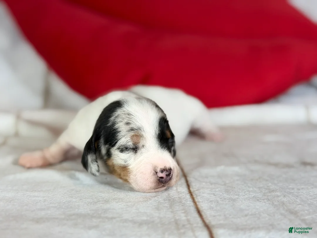 Miniature Dachshund dogs for sale: AKC SH Flossie DNA OFA - Ad 5