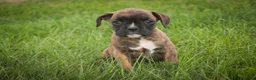 Boxer dogs for sale: Theo - Ad 3