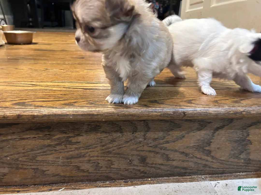 Chihuahua dogs for sale: Chihuahua Puppy 2 - Ad 3