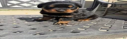 Rottweiler dogs for sale: Puppy 1 - Ad 3