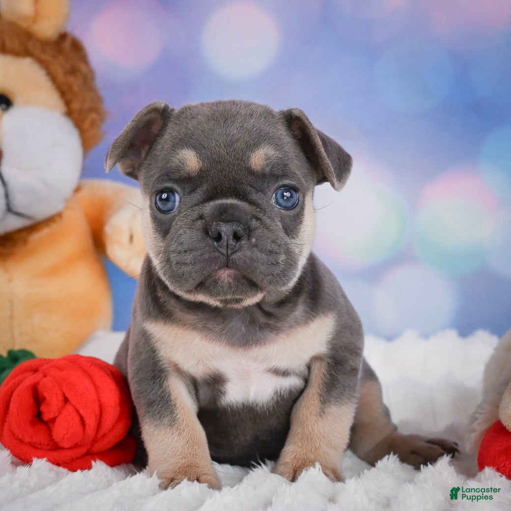 French Bulldog dogs for sale: Copper - Ad 6