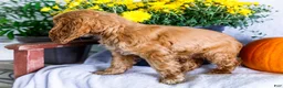Cocker Spaniel dogs for sale: Lilly - Ad 5