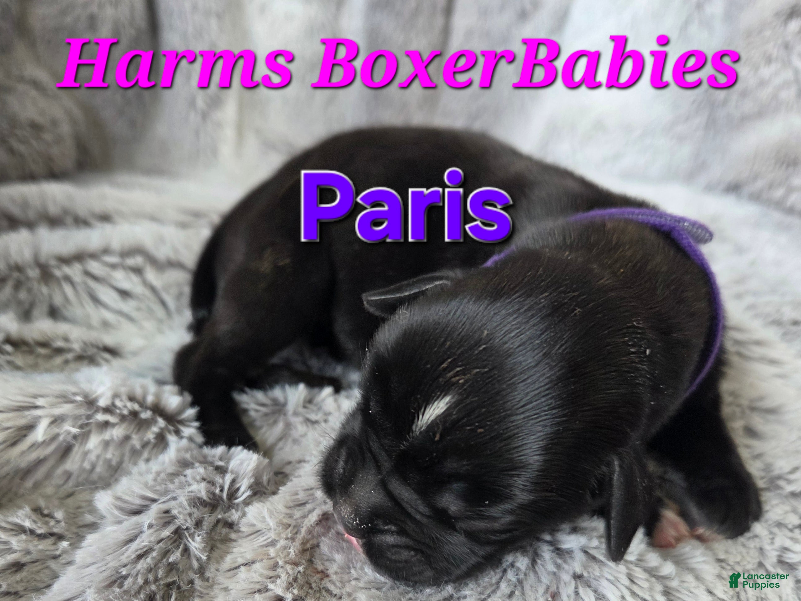 Boxer dogs Paris - Ad 14