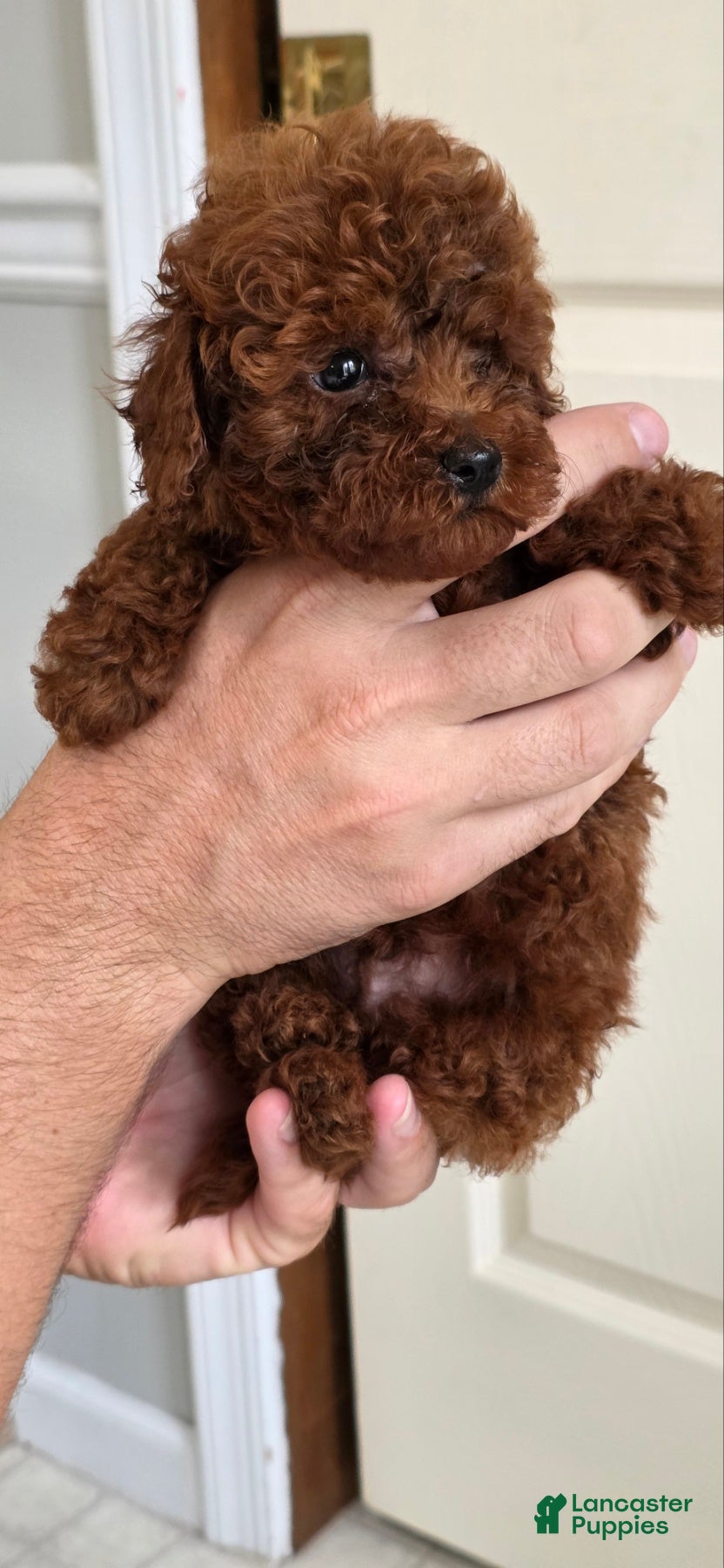 Toy Poodle dogs Mike - Ad 1