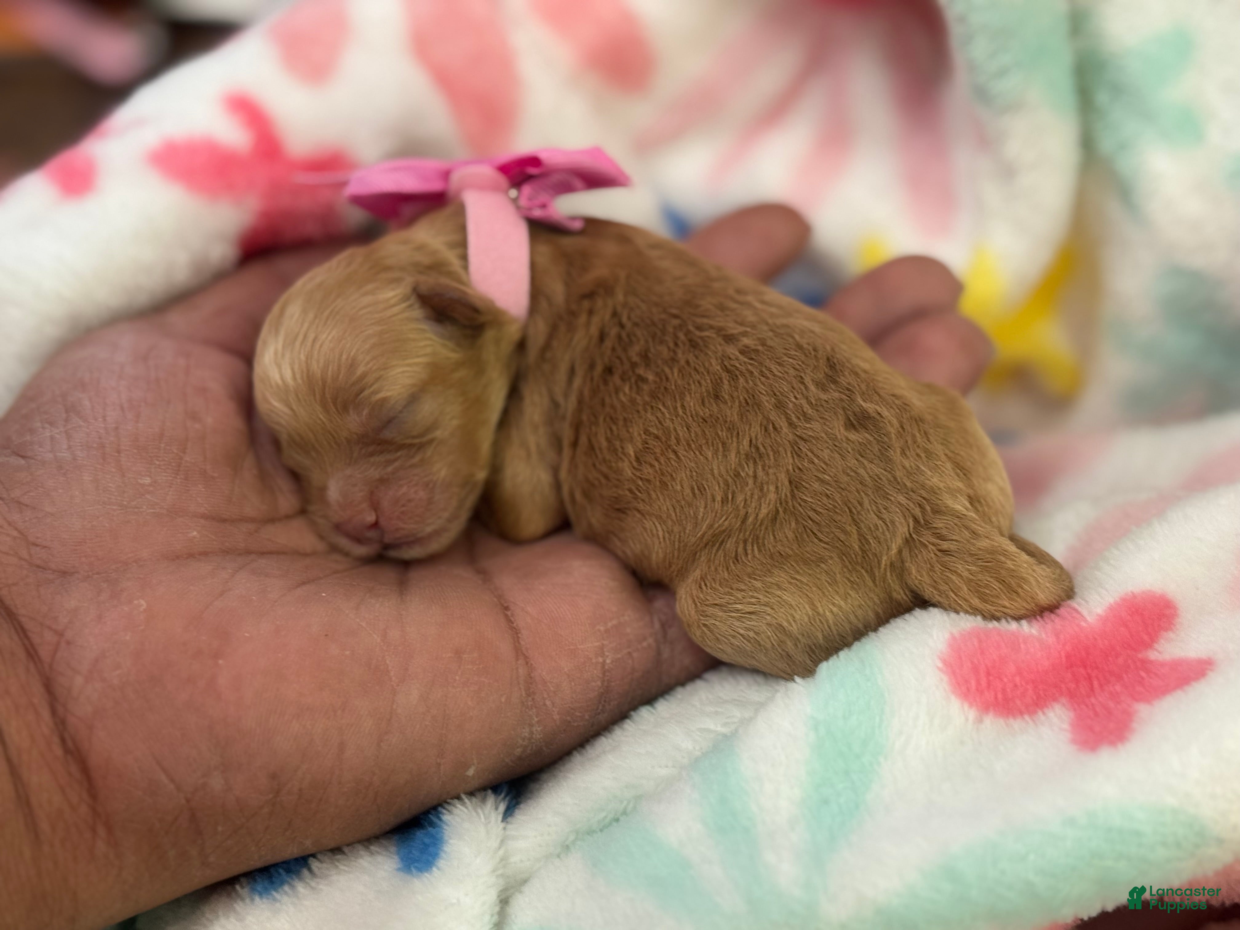 Shihpoo dogs Shihpoo Puppy 2 Pink - Ad 2