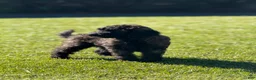 Goldendoodle dogs for sale: Fudge  - Ad 3