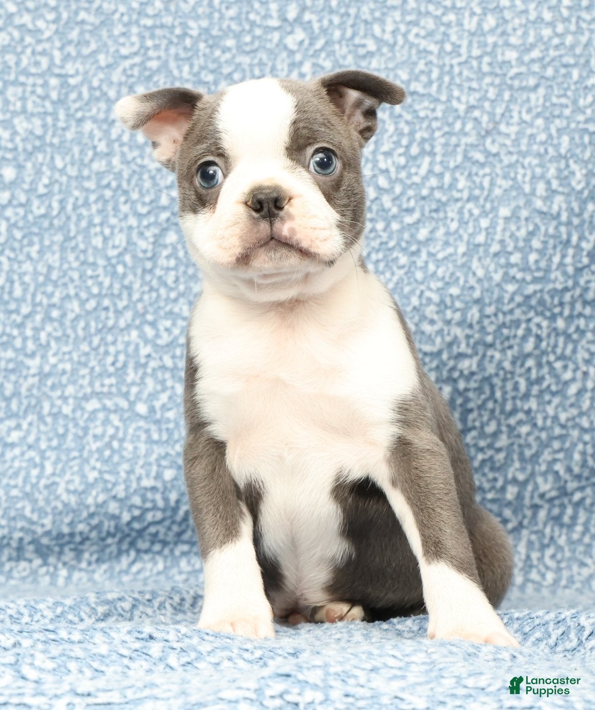Boston Terrier dogs Buster - Ad 2