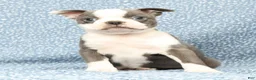 Boston Terrier dogs for sale: Buster - Ad 2