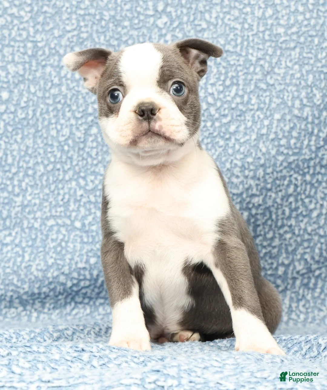 Boston Terrier dogs for sale: Buster - Ad 2