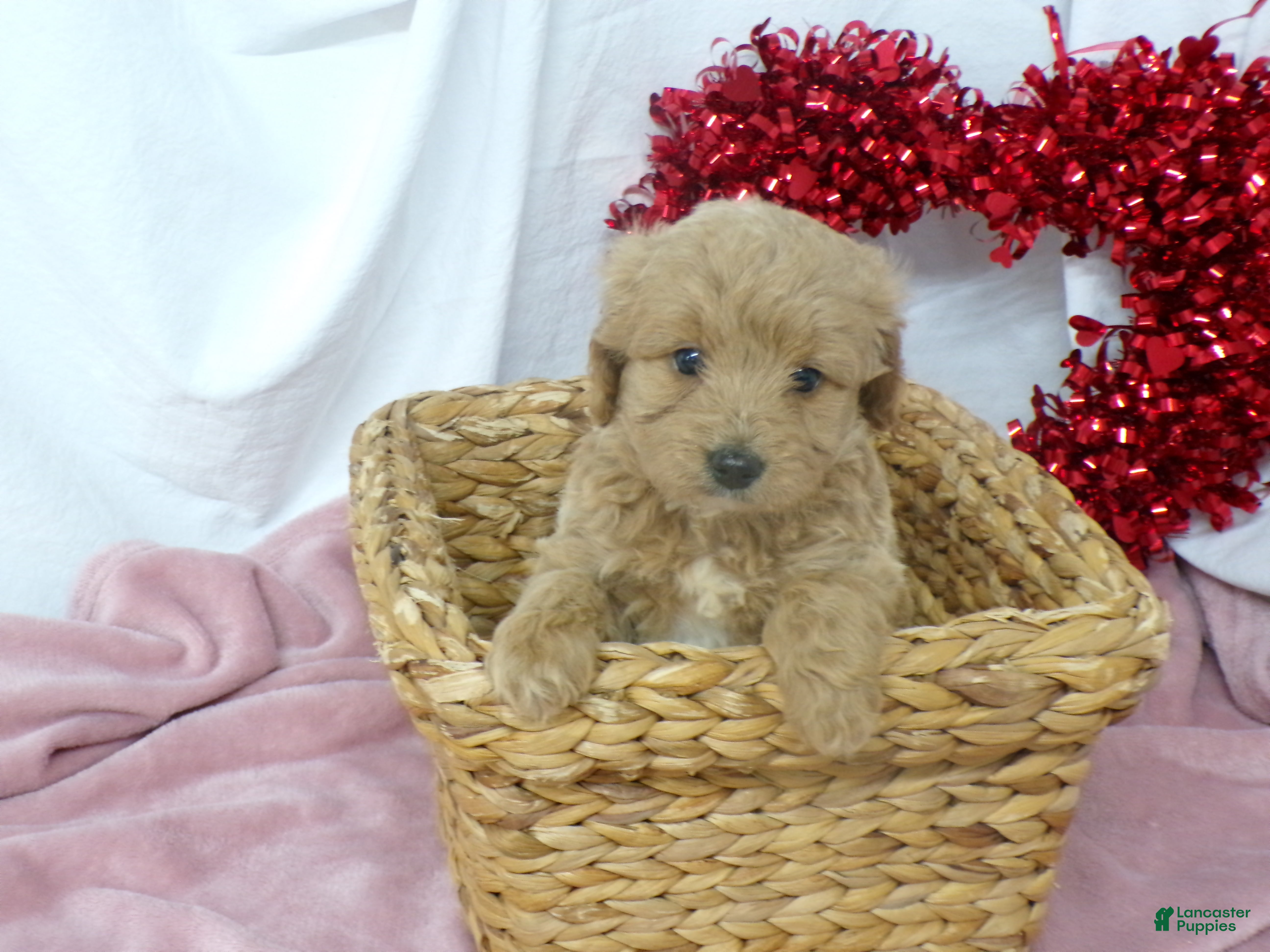 Mini Goldendoodle dogs Bonnie - Ad 2