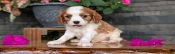 Cavalier King Charles Spaniel dogs for sale: Leo - Ad 4