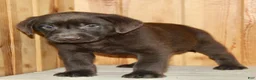 Labrador Retriever dogs for sale: Teddy - Ad 4