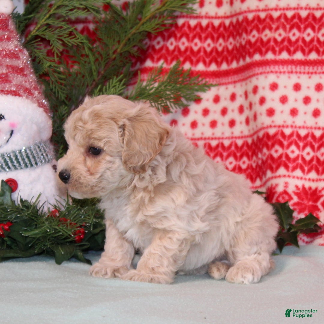 Bichpoo dogs for sale: Yogurt - Ad 4