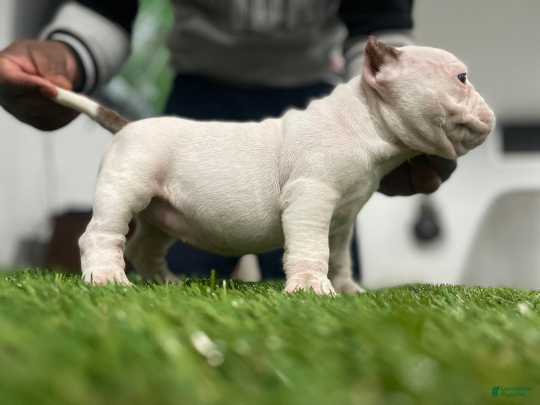 American Bully dogs for sale: Ms Spice  - Ad 4