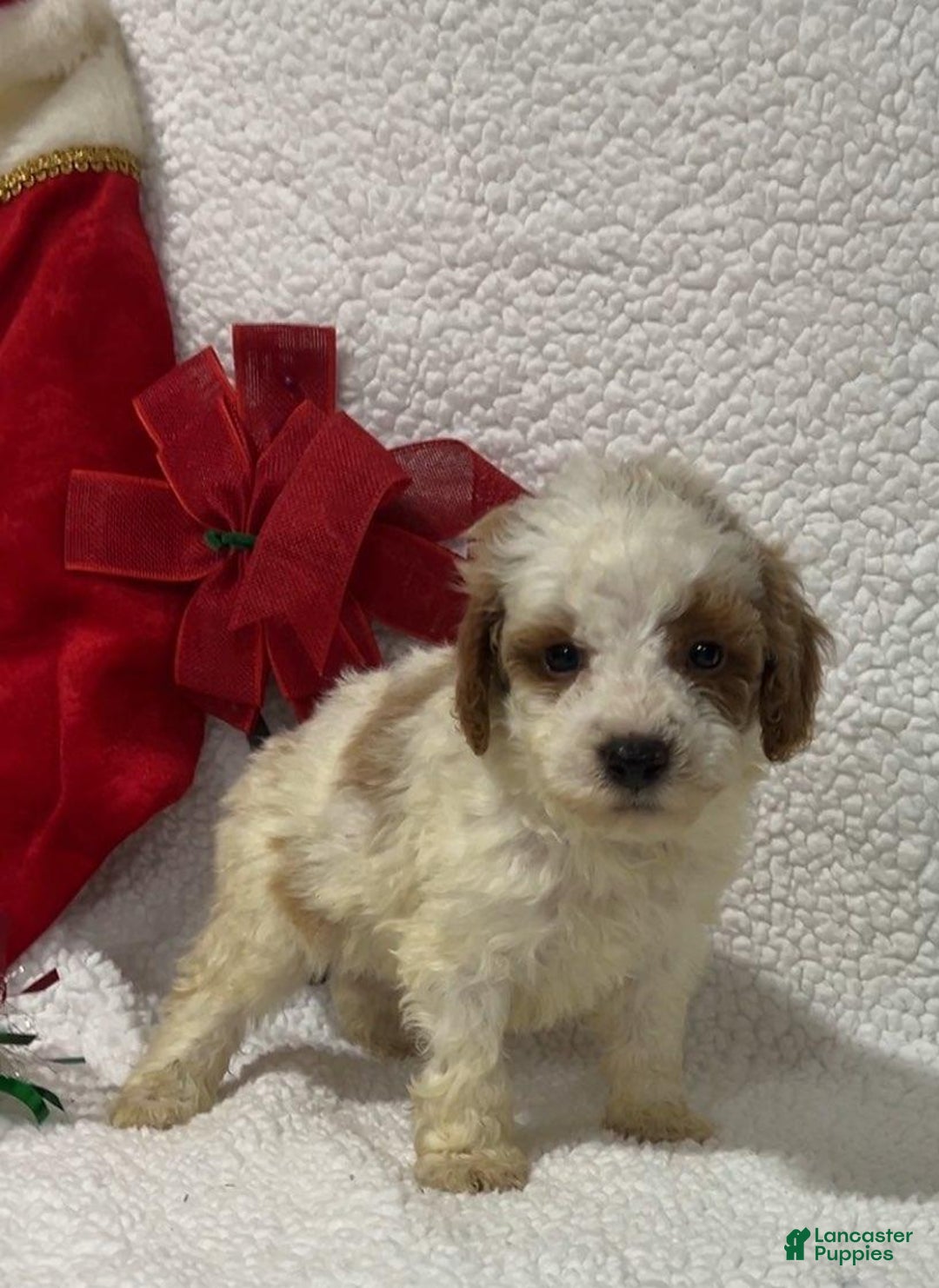 Mini Goldendoodle dogs for sale: Randy - Ad 2