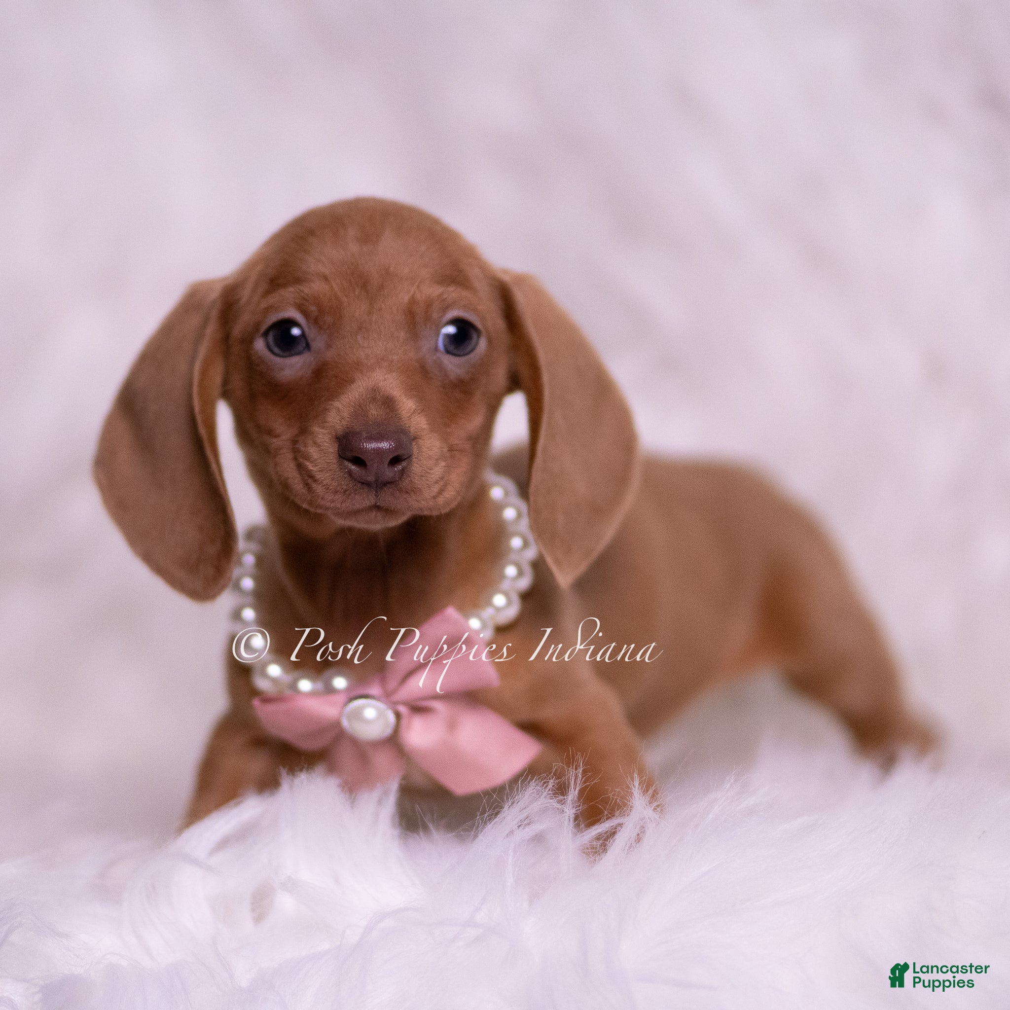 Miniature Dachshund dogs Magnolia - Ad 2