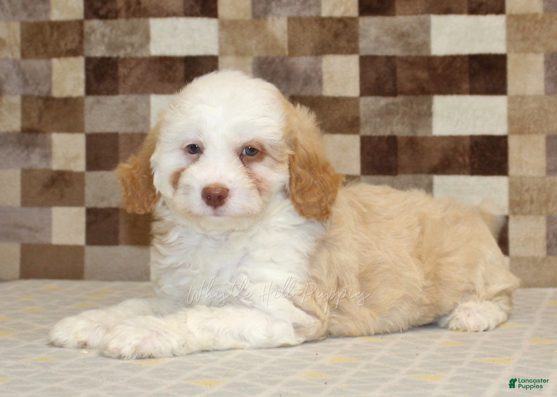 Mini Bernedoodle dogs Hanna - Ad 2