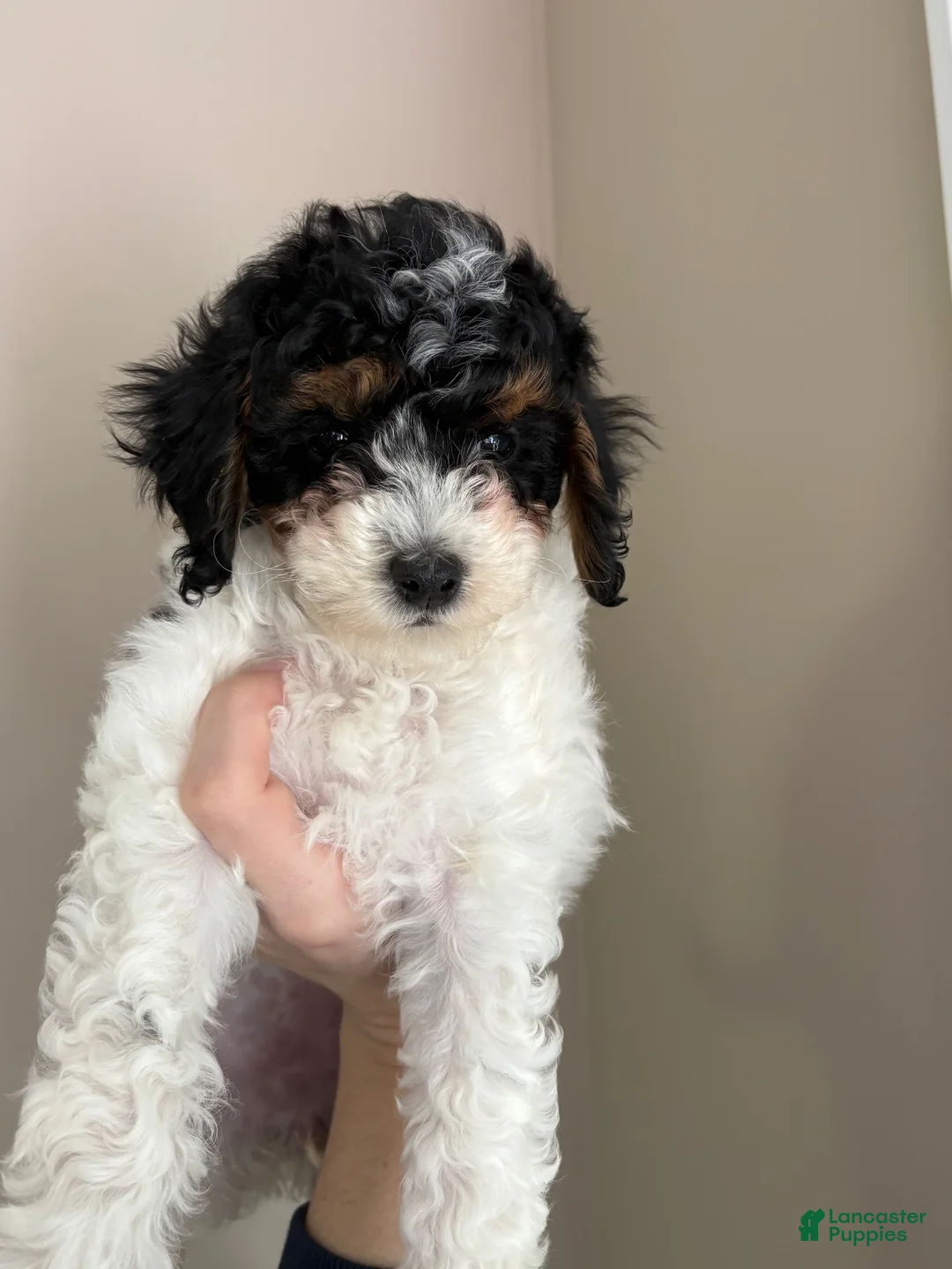 Cavapoo dogs for sale: Daisy  - Ad 2