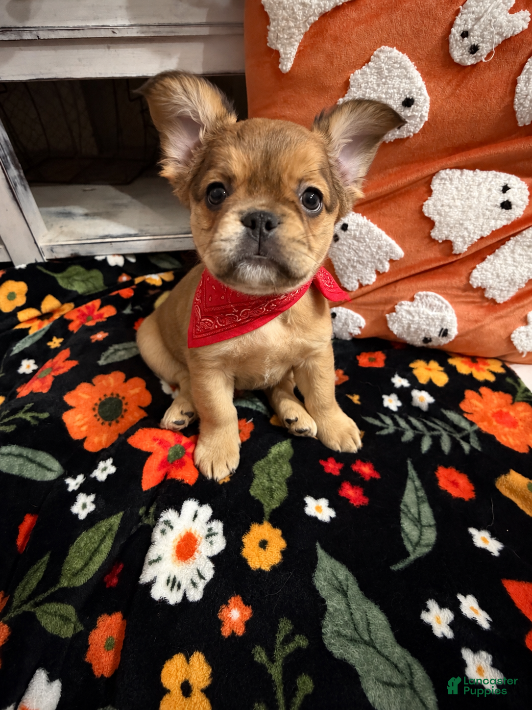 French Bulldog dogs French Bulldog 3 - Ad 1