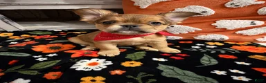 French Bulldog 3