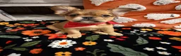 French Bulldog dogs for sale: French Bulldog 3 - Ad 1