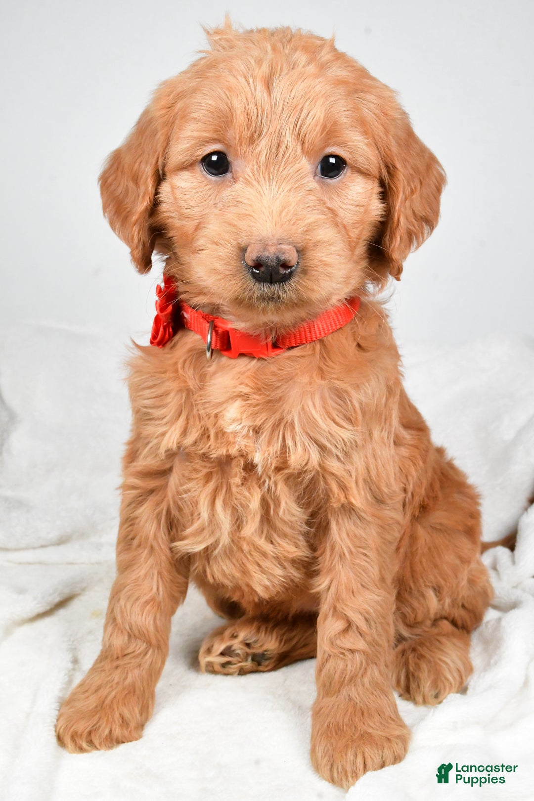 Mini Goldendoodle dogs for sale: Beverly - Ad 1