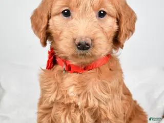 Mini Goldendoodle dogs Beverly - Ad 40